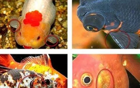 如何判断金鱼是公鱼还是母鱼？