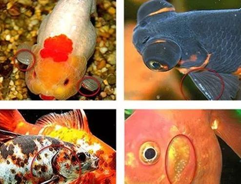 如何判断金鱼是公鱼还是母鱼？