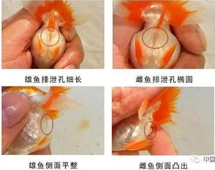如何判断金鱼是公鱼还是母鱼？
