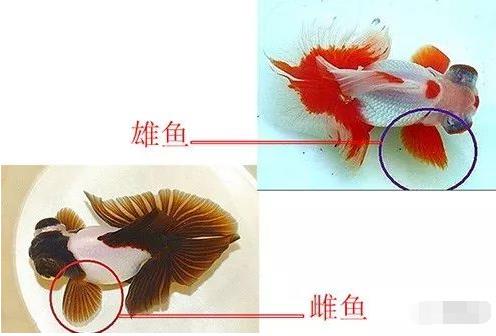 如何判断金鱼是公鱼还是母鱼？