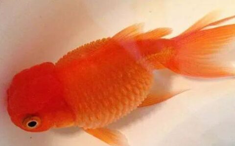 金鱼炸鳞病的原因、症状和治疗方法