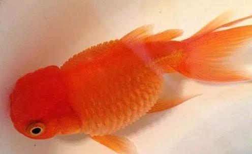 金鱼炸鳞病的原因、症状和治疗方法