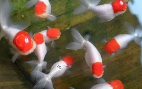 金鱼病常用药说明与注意事项