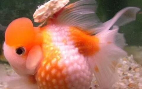 金鱼为什么会失鳔？（金鱼失鳔的8大原因）