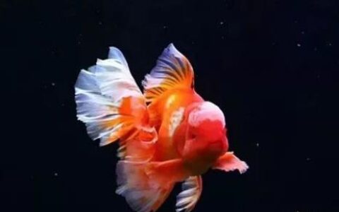 泰狮金鱼该怎么养？（泰狮金鱼的饲养手法及要点）