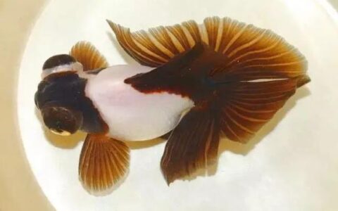 如何选一条好的蝶尾鱼？