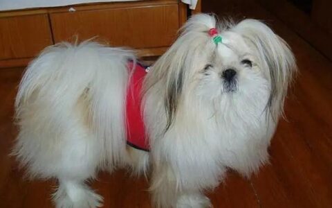 西施犬适合家养吗？西施犬的优缺点有哪些？