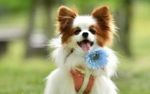 蝴蝶犬好养吗？蝴蝶犬性格特点