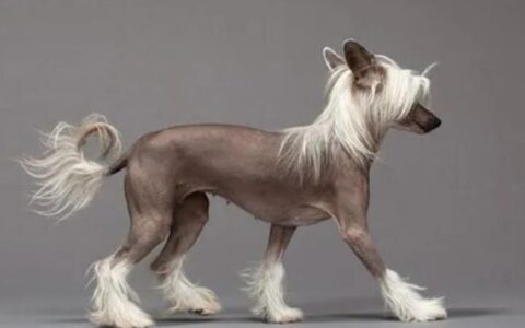 中国冠毛犬品种简介