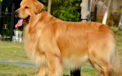 如何看金毛犬纯不纯？