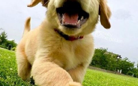 如何正确饲养金毛犬？（金毛犬正确的饲养方法）