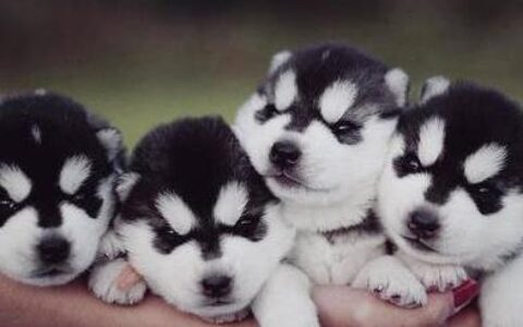 如何养哈士奇狗狗？（养哈士奇你需要做足这些功课）