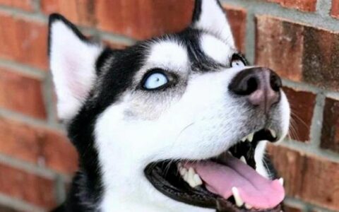 狗狗品种介绍：哈士奇品种简介