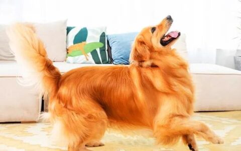 金毛犬的毛发该怎么护理？