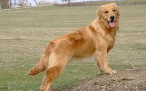 金毛犬多少钱一只？金毛犬的品种简介