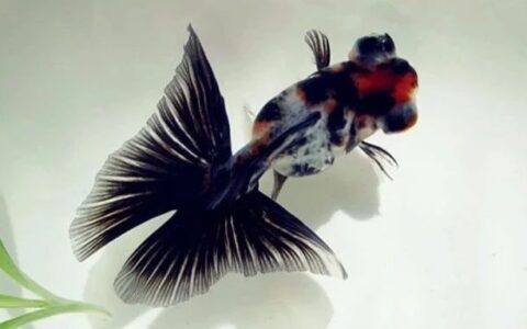 蝶尾鱼的品种介绍、饲养知识及繁殖要点