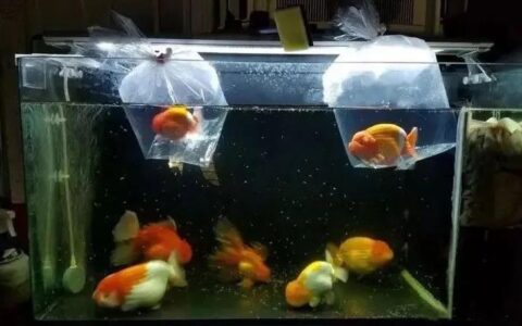 刚开始养金鱼的5个注意事项