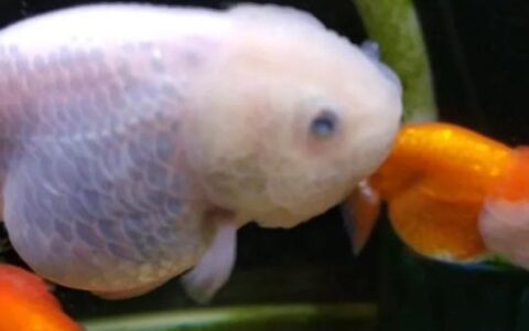 金鱼眼睛白蒙蒙的是什么原因？（金鱼眼睛白蒙蒙的该怎么办）