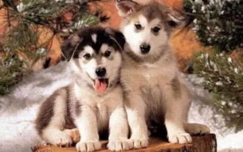 哈士奇的性格有什么特点？哈士奇养护知识