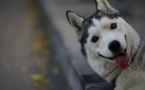 哈士奇该怎么训练？（哈士奇的训练方法）