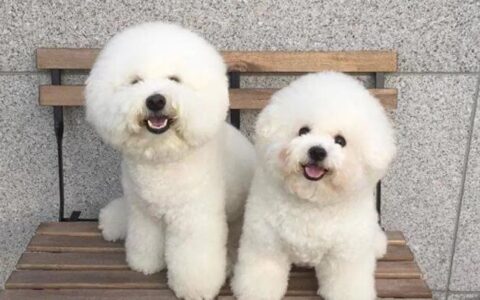 比熊犬怎么训练听话？两个月左右的比熊犬怎么训练？