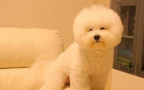 比熊犬一天喂多少狗粮？