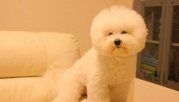 比熊犬一天喂多少狗粮？