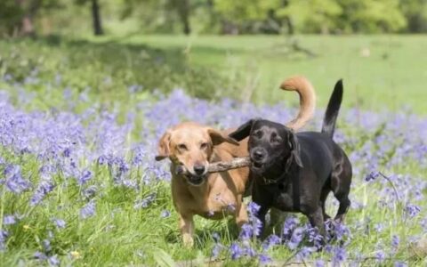 怎么看狗狗有没有发情？（狗狗发情的7个迹象）