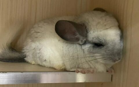 龙猫的寿命大概是多少年？