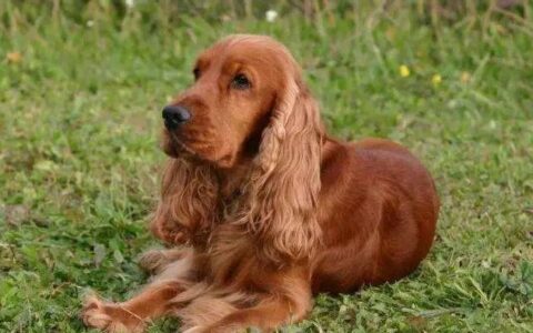 英国可卡犬多少钱一只？英国可卡犬有哪些优缺点？