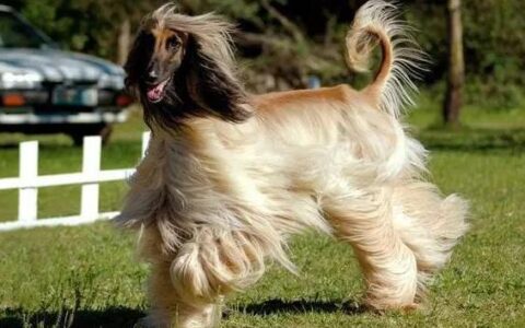 阿富汗猎犬是什么犬？（阿富汗猎犬品种简介）