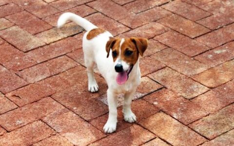 杰克罗素梗的性格特点及形态特征