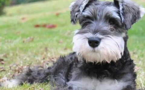 迷你雪纳瑞犬怎么养？（迷你雪纳瑞犬品种介绍）