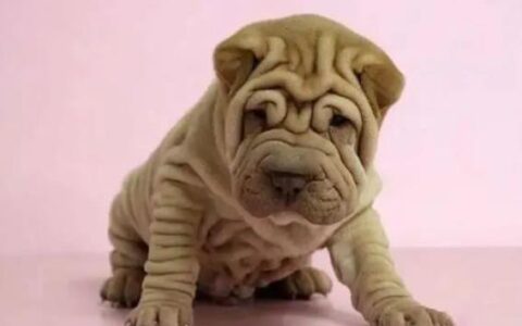 沙皮犬品种介绍（沙皮犬有哪些特征？）