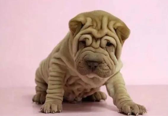 沙皮犬品种介绍（沙皮犬有哪些特征？）
