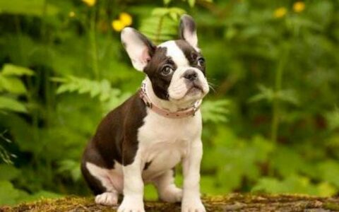波士顿梗犬品种介绍（波士顿梗犬有哪些特征）