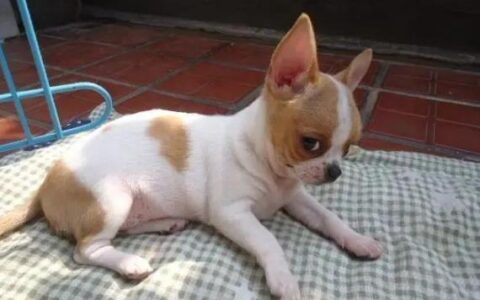 吉娃娃犬品种简介（吉娃娃犬有哪些特征？）