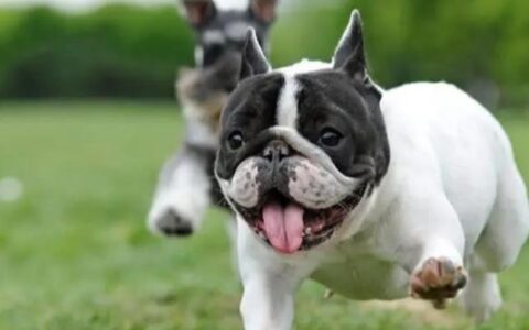 英国斗牛犬和法国斗牛犬哪个好？英国斗牛犬和法国斗牛犬的区别