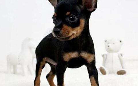 怎么养好一只小鹿犬？