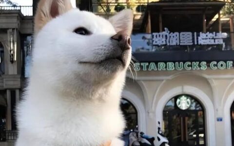 柴犬价格多少钱一只？