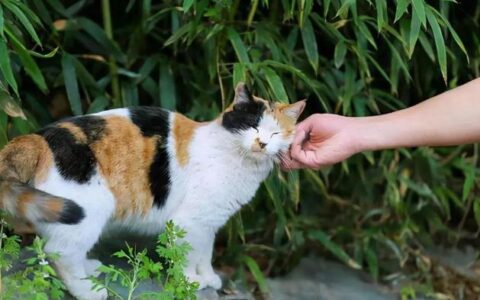 如何区分中华田园猫具体品种？狸花猫、狮子猫、橘猫等该怎么分？