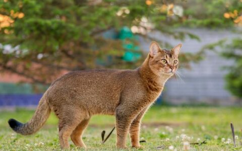 世界十大高冷宠物猫，哪个品种的猫最傲娇？