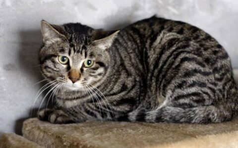 中国狸花猫多少钱一只？中国狸花猫品种介绍