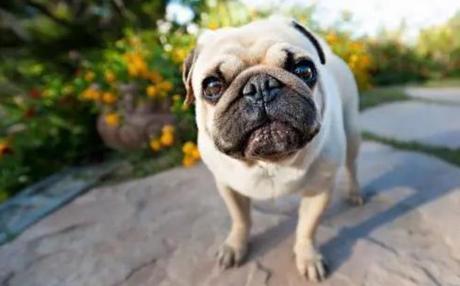 怎么知道巴哥犬是否纯种？