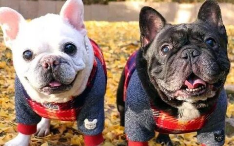 巴哥犬和法国斗牛犬有什么区别？