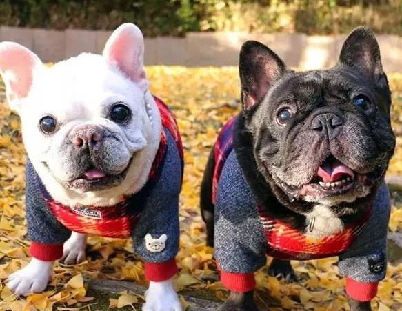 巴哥犬和法国斗牛犬有什么区别？