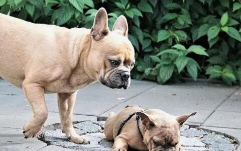 哪些品种的狗狗适合家养？（十大适合家养的狗狗）