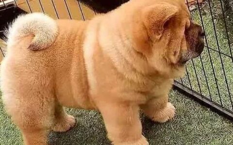 松狮狗品种简介及形态特征