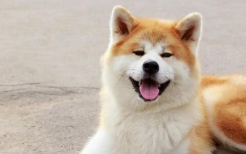 秋田犬多少钱一只？秋田犬品种简介