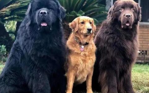 纽芬兰犬是什么犬？纽芬兰犬品种简介